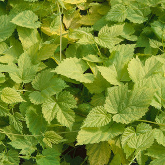 Buy Humulus lupulus 'Aureus' online UK