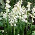 Buy Hyacinthoides hispanica 'Alba' Bulbs online UK