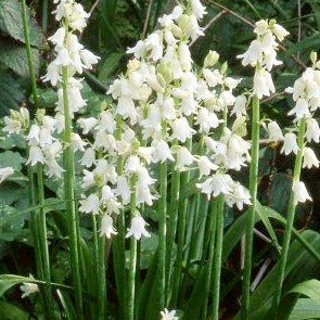 Buy Hyacinthoides hispanica 'Alba' Bulbs online UK