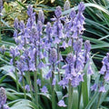 Buy Hyacinthoides hispanica 'Blue' Bulbs online UK