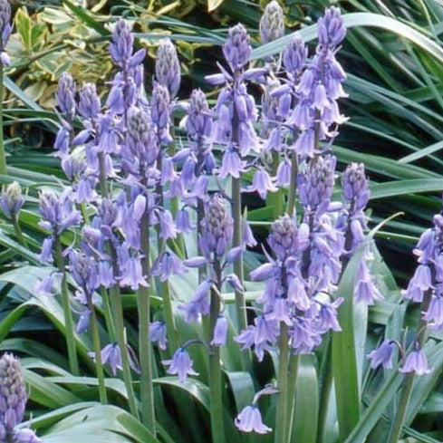 Buy Hyacinthoides hispanica 'Blue' Bulbs online UK