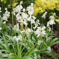 Buy Hyacinthoides non-scripta 'Alba' Bulbs online UK