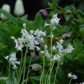 Buy Hyacinthoides non-scripta 'Alba' Bulbs online UK