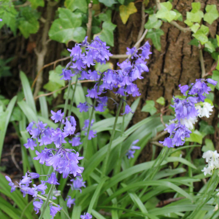 Buy Hyacinthoides non-scripta 'Bakkums Blue' Bulbs online UK