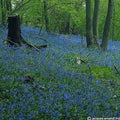 Buy Hyacinthoides non-scripta (Common Bluebell) Bulbs online UK