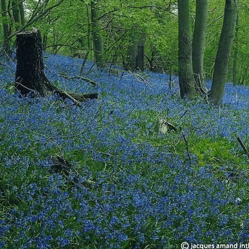 Buy Hyacinthoides non-scripta (Common Bluebell) Bulbs online UK