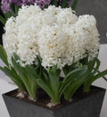 Buy Hyacinthus 'Aiolos' (Prepared) Bulbs online UK