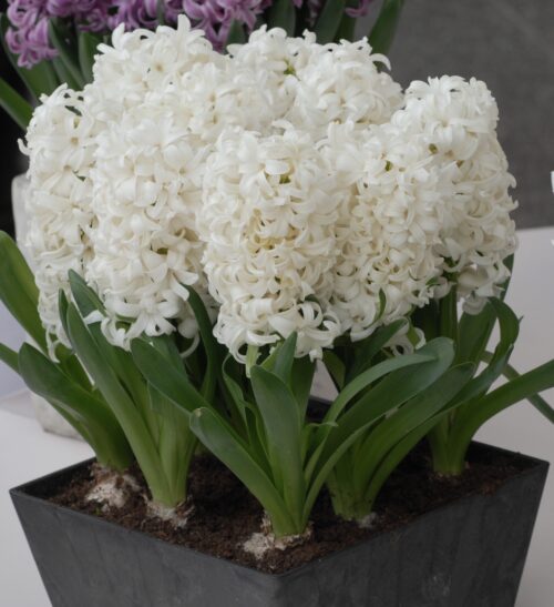 Buy Hyacinthus 'Aiolos' (Prepared) Bulbs online UK