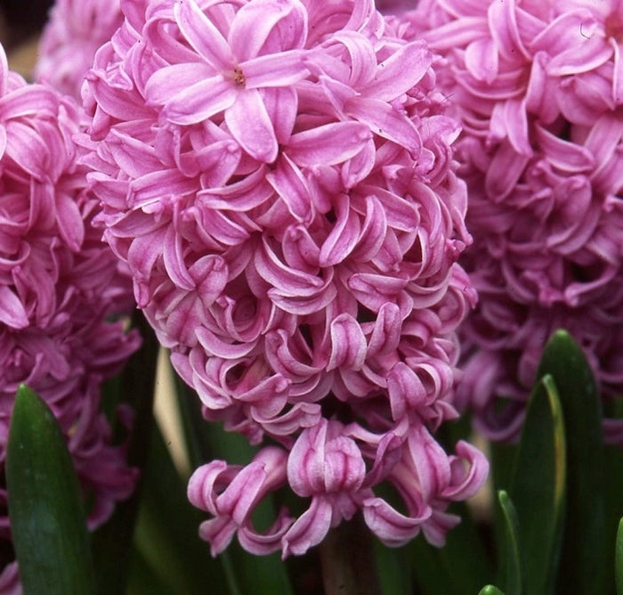 Buy Hyacinthus 'Anna Lisa' Bulbs online UK