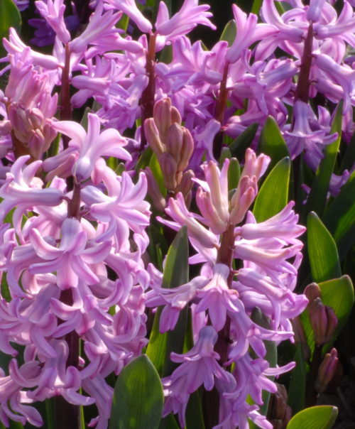 Buy Hyacinthus 'Anna Lisa' (Prepared) Bulbs online UK