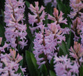 Buy Hyacinthus 'Anne Marie' Bulbs online UK