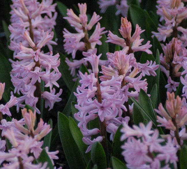 Buy Hyacinthus 'Anne Marie' Bulbs online UK