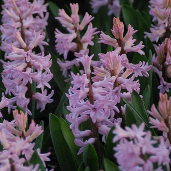Buy Hyacinthus 'Anne Marie' (Prepared) Bulbs online UK