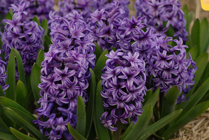Buy Hyacinthus 'Atlantic' (Prepared) Bulbs online UK