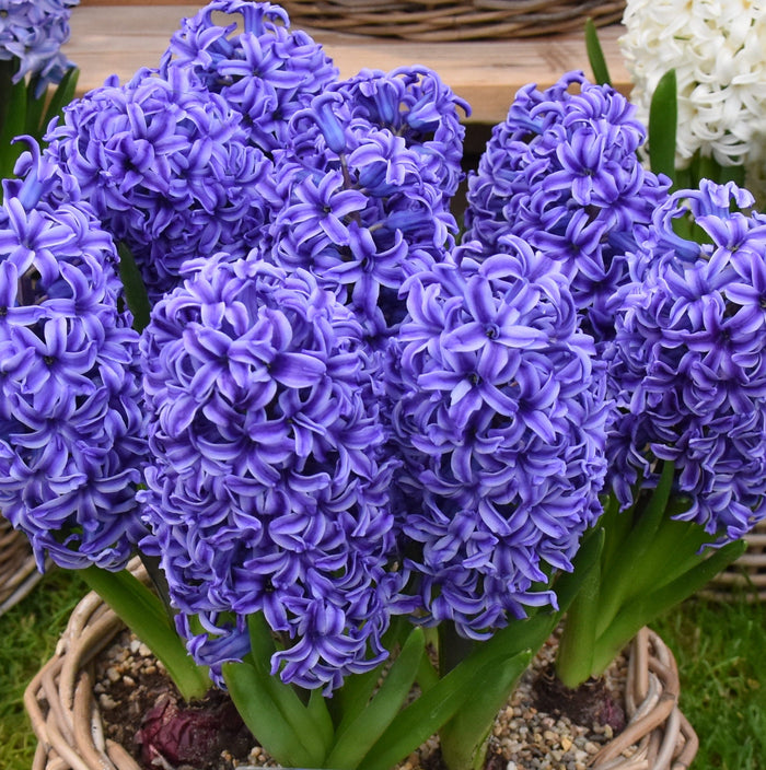 Buy Hyacinthus 'Blue Jacket' Bulbs online UK
