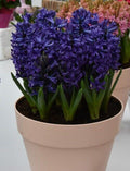 Buy Hyacinthus 'Blue Pearl' (Prepared) Bulbs online UK