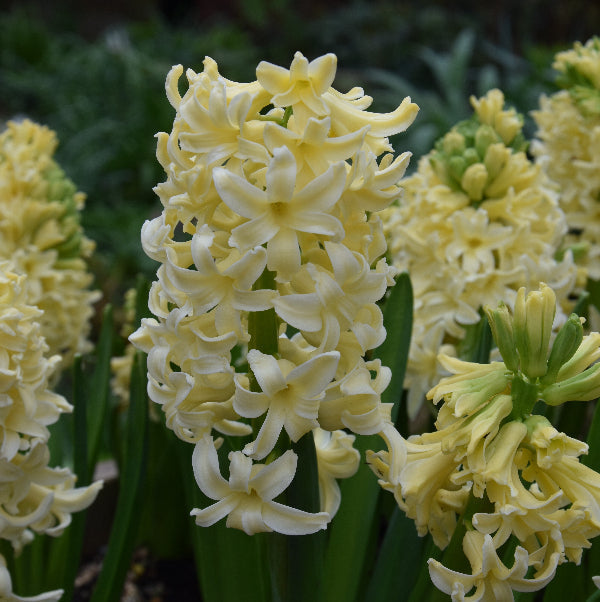 Buy Hyacinthus 'City of Haarlem' Bulbs online UK