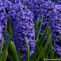 Buy Hyacinthus 'Crystal Palace' Bulbs online UK