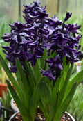 Buy Hyacinthus 'Dark Dimension' Bulbs online UK