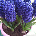Buy Hyacinthus 'Delft Blue' (Prepared) Bulbs online UK