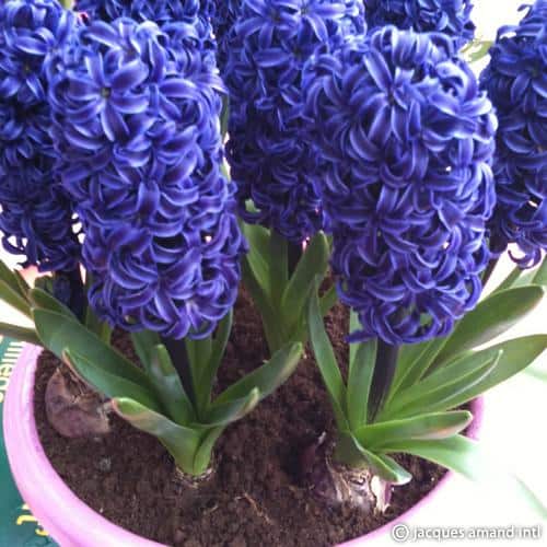 Buy Hyacinthus 'Delft Blue' (Prepared) Bulbs online UK