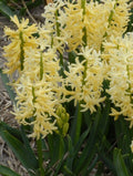 Buy Hyacinthus 'Gipsy Princess' Bulbs online UK