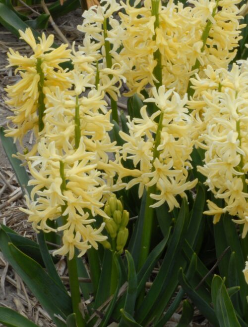 Buy Hyacinthus 'Gipsy Princess' Bulbs online UK