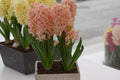 Buy Hyacinthus 'Gipsy Queen' Bulbs online UK