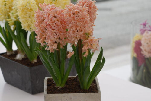 Buy Hyacinthus 'Gipsy Queen' Bulbs online UK