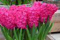 Buy Hyacinthus 'Jan Bos' Bulbs online UK