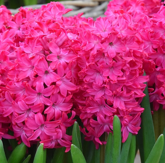 Buy Hyacinthus 'Jan Bos' (Prepared) Bulbs online UK