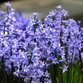 Buy Hyacinthus 'Multiflora Blue' Bulbs online UK