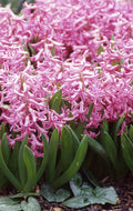 Buy Hyacinthus 'Multiflora Pink' Bulbs online UK