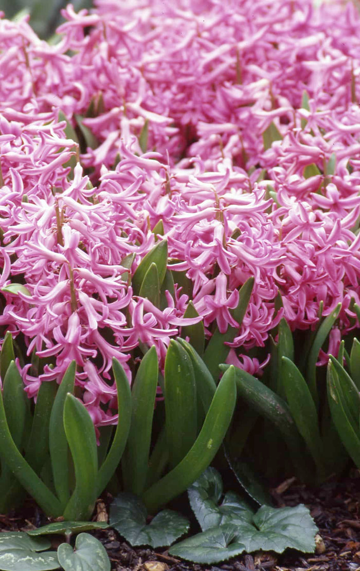 Buy Hyacinthus 'Multiflora Pink' Bulbs online UK