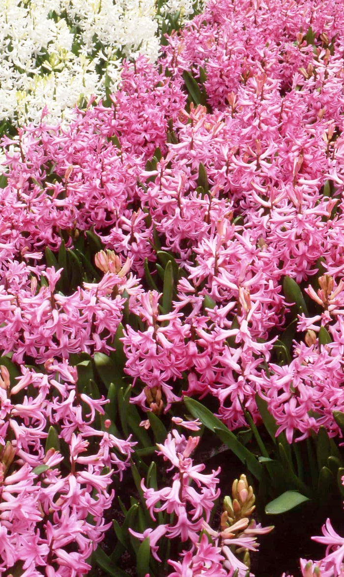 Buy Hyacinthus 'Multiflora Pink' Bulbs online UK