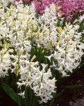 Buy Hyacinthus 'Multiflora White' Bulbs online UK
