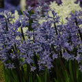 Buy Hyacinthus 'orientalis' Bulbs online UK
