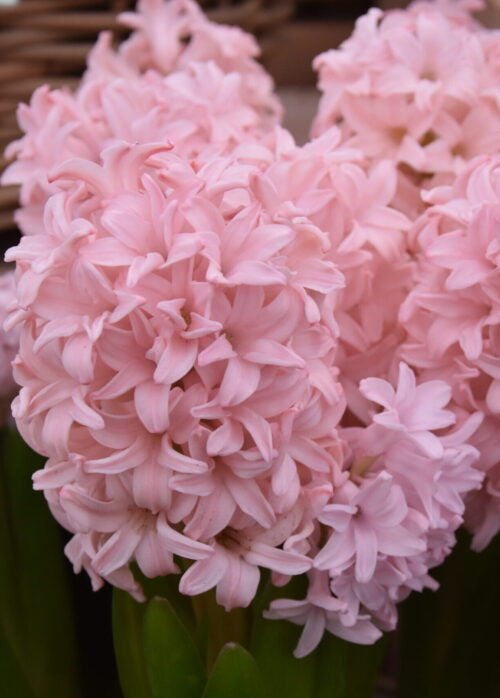 Buy Hyacinthus 'Pink Elephant' Bulbs online UK