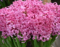 Buy Hyacinthus 'Pink Pearl ' Bulbs online UK