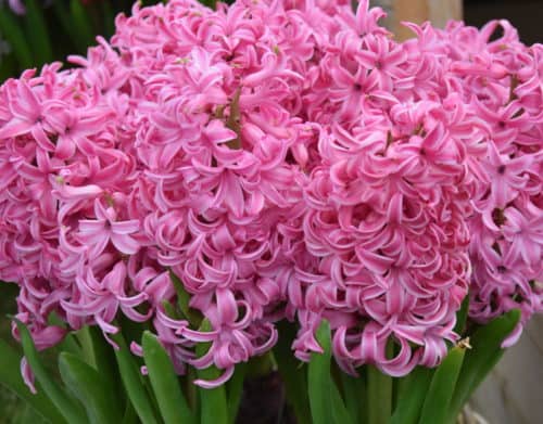 Buy Hyacinthus 'Pink Pearl ' Bulbs online UK