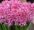 Buy Hyacinthus 'Pink Pearl' (Prepared) Bulbs online UK