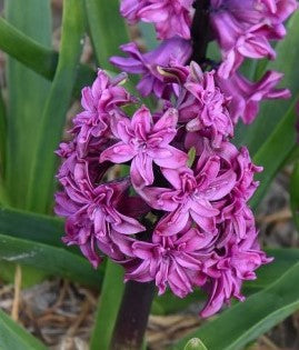 Buy Hyacinthus 'Purple Beauty' Bulbs online UK