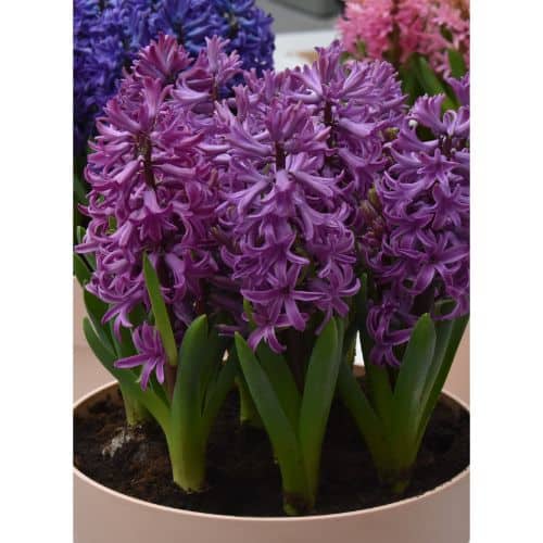 Buy Hyacinthus 'Purple Sensation' (Prepared) Bulbs online UK