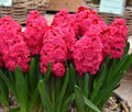 Buy Hyacinthus 'Red Diamond' Bulbs online UK