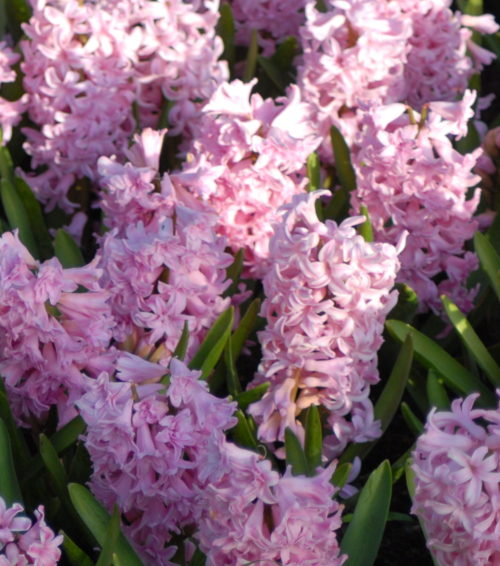 Buy Hyacinthus 'Rosette' Bulbs online UK