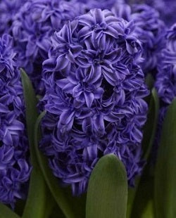 Buy Hyacinthus 'Royal Navy' Bulbs online UK