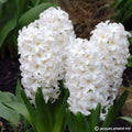 Buy Hyacinthus 'White Pearl' Bulbs online UK