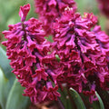 Buy Hyacinthus 'Woodstock' Bulbs online UK