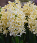 Buy Hyacinthus 'Yellow Queen' Bulbs online UK