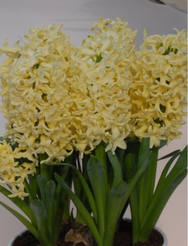 Buy Hyacinthus 'Yellowstone' (Prepared) Bulbs online UK